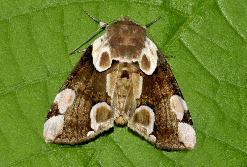 due belle Drepanidae: Thyatira batis e Habrosyne pyritoides